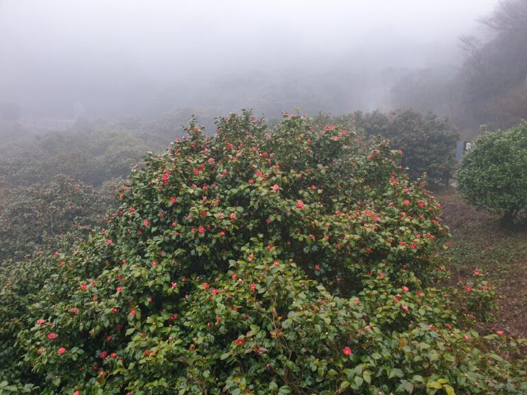 국립천관산자연휴양림